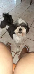 Dudu