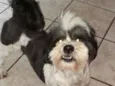 Dudu