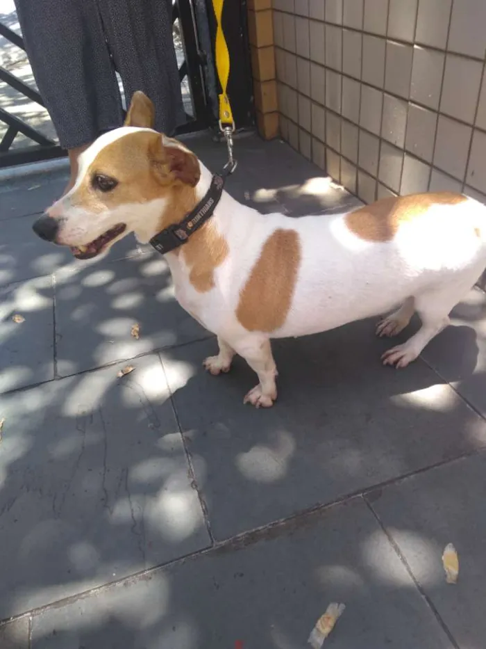 Cachorro ra a Vira lata idade 3 anos nome Bebê