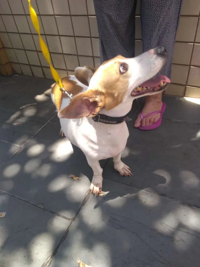 Cachorro ra a Vira lata idade 3 anos nome Bebê