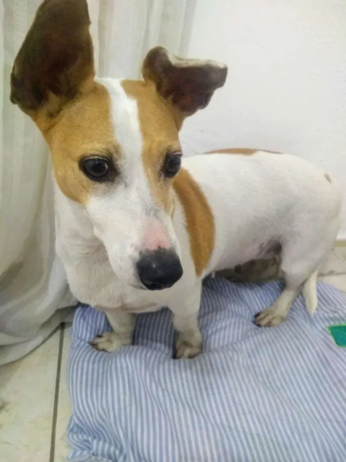 Cachorro ra a Vira lata idade 3 anos nome Bebê