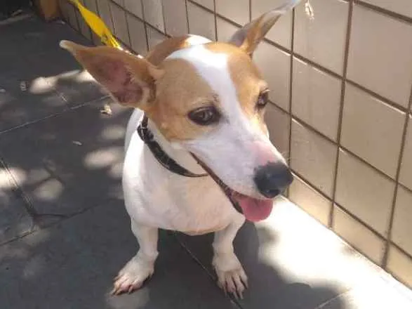 Cachorro ra a Vira lata idade 3 anos nome Bebê