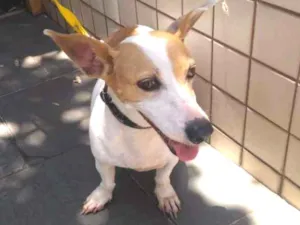 Cachorro raça Vira lata idade 3 anos nome Bebê