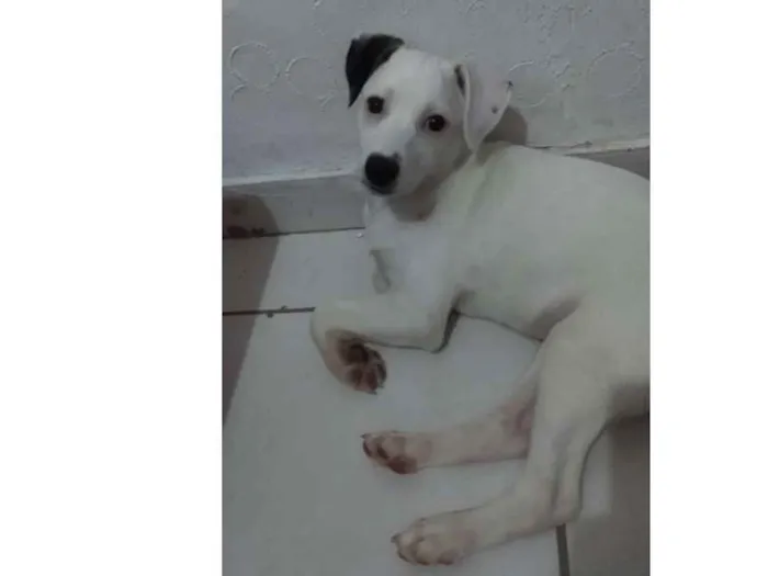 Cachorro ra a Srd idade 2 a 6 meses nome Clara