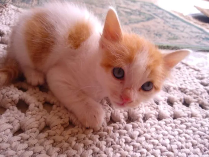 Gato ra a Sem raça  idade Abaixo de 2 meses nome Sem nome