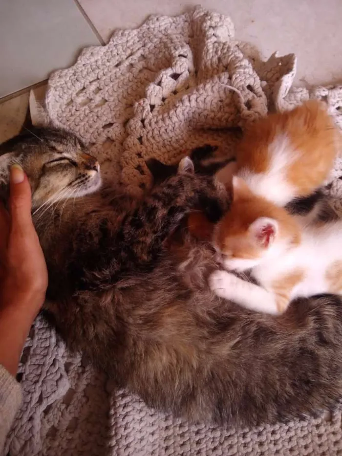 Gato ra a Sem raça  idade Abaixo de 2 meses nome Sem nome