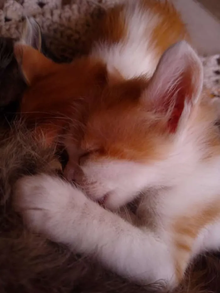 Gato ra a Sem raça  idade Abaixo de 2 meses nome Sem nome