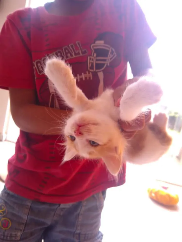Gato ra a Sem raça  idade Abaixo de 2 meses nome Sem nome