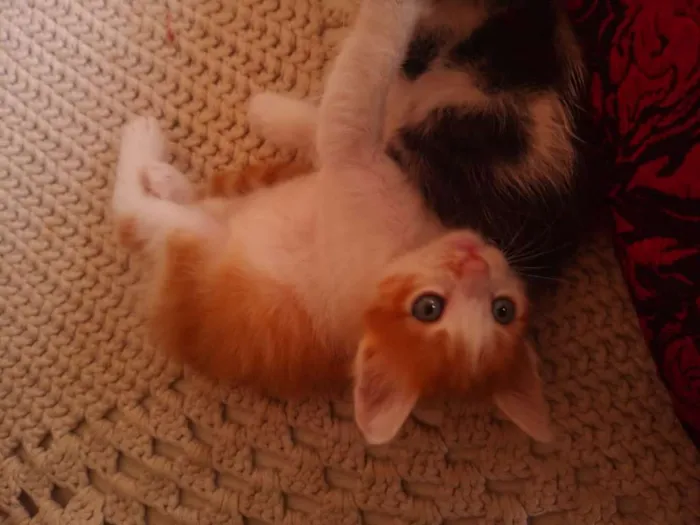 Gato ra a Sem raça  idade Abaixo de 2 meses nome Sem nome