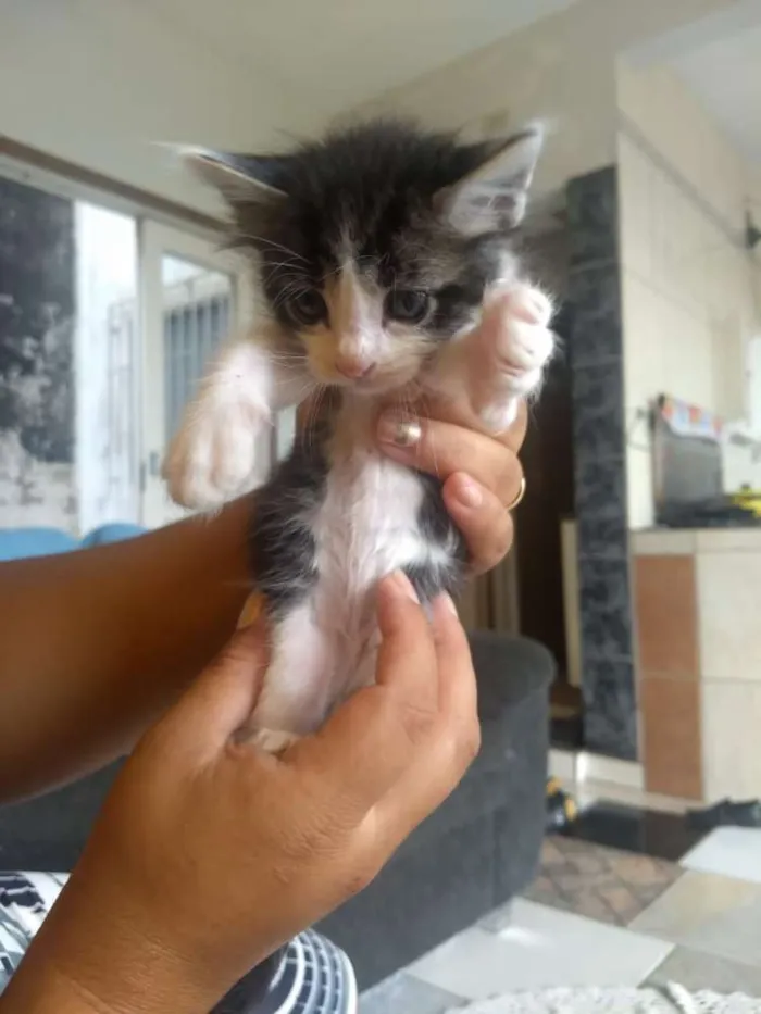 Gato ra a Sem raça  idade Abaixo de 2 meses nome Sem nome