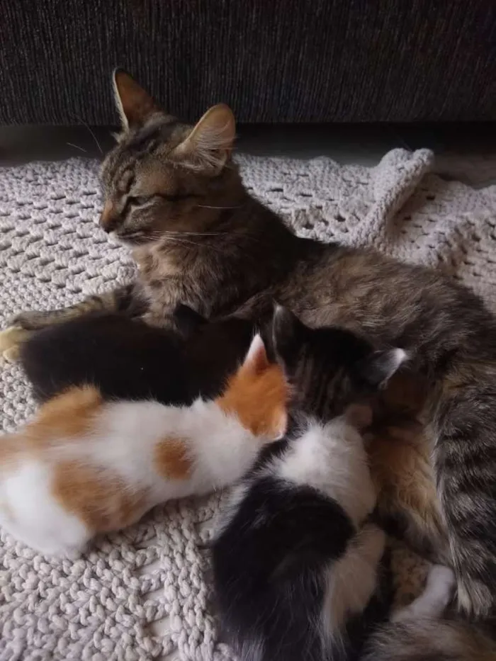 Gato ra a Sem raça  idade Abaixo de 2 meses nome Sem nome