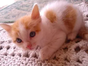 Gato raça Sem raça  idade Abaixo de 2 meses nome Sem nome