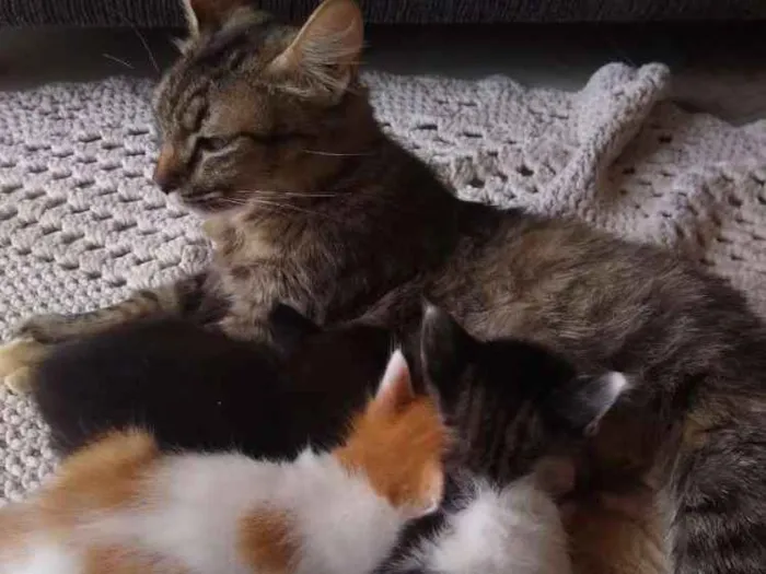 Gato ra a Sem raça  idade Abaixo de 2 meses nome Sem nome