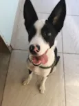 Scott