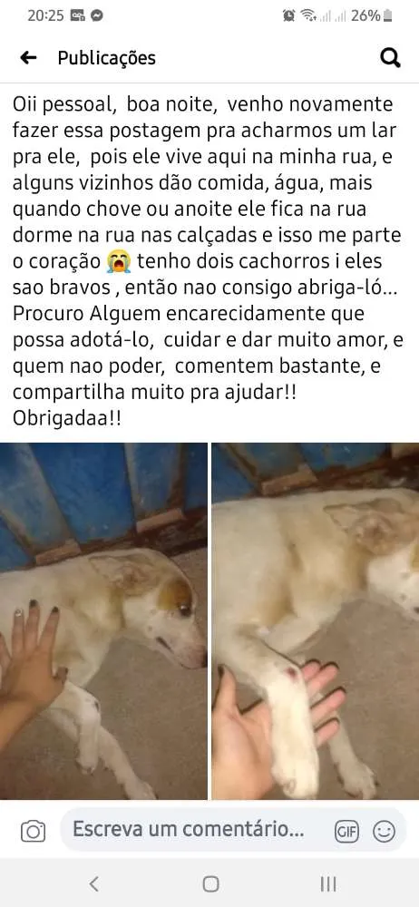 Cachorro ra a Vira lata idade  nome Nao sei 