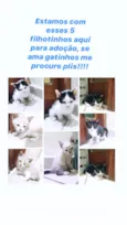 Filhotinhos