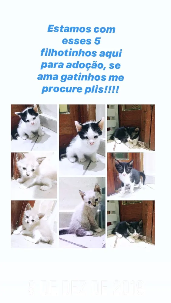 Gato raça Não tem  idade 2 a 6 meses nome Filhotinhos