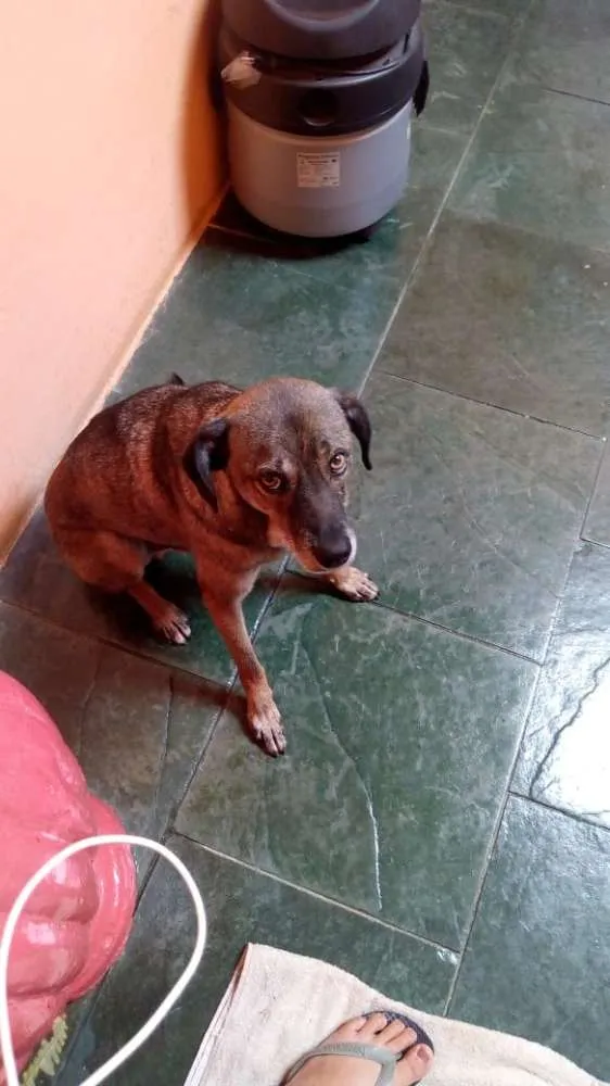 Cachorro ra a Viralata idade 2 anos nome Spaik