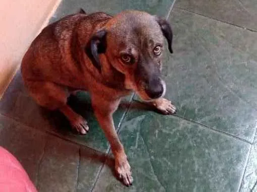 Cachorro ra a Viralata idade 2 anos nome Spaik