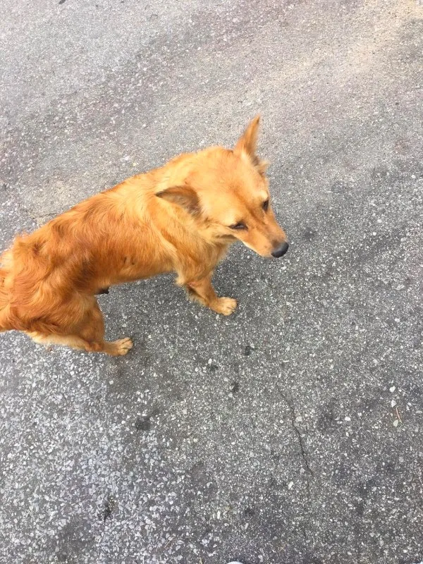 Cachorro raça Sem raça definida idade 2 anos nome Mel