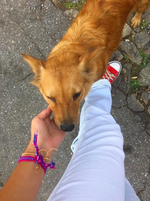 Cachorro raça Sem raça definida idade 2 anos nome Mel