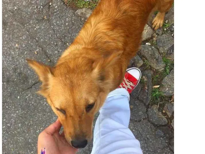 Cachorro raça Sem raça definida idade 2 anos nome Mel