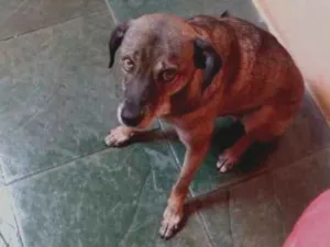 Cachorro raça Viralata idade 2 anos nome Spaik