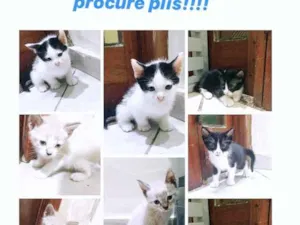 Gato raça Não tem  idade 2 a 6 meses nome Filhotinhos