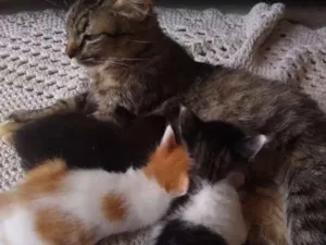 Gato raça Sem raça  idade Abaixo de 2 meses nome Sem nome