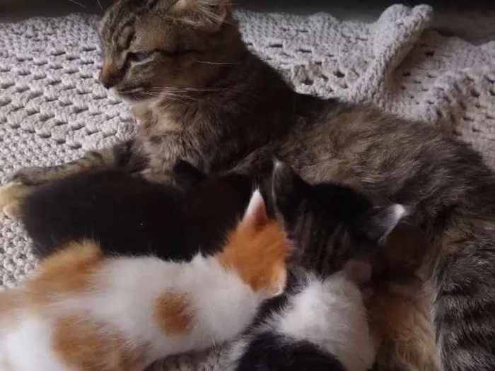 Gato ra a Sem raça  idade Abaixo de 2 meses nome Sem nome