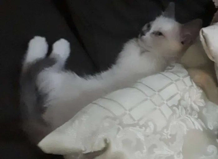 Gato ra a  idade 2 a 6 meses nome Docinho e Mingau