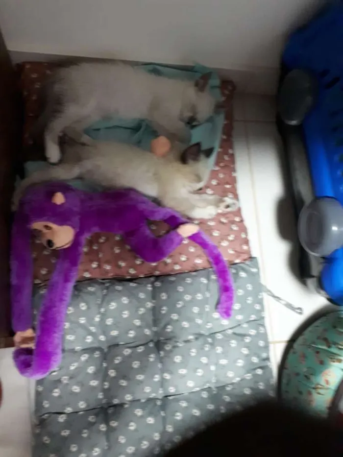 Gato ra a  idade 2 a 6 meses nome Docinho e Mingau