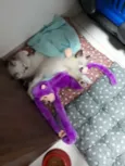Docinho e Mingau