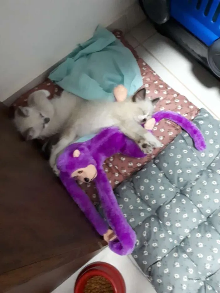 Gato ra a  idade 2 a 6 meses nome Docinho e Mingau