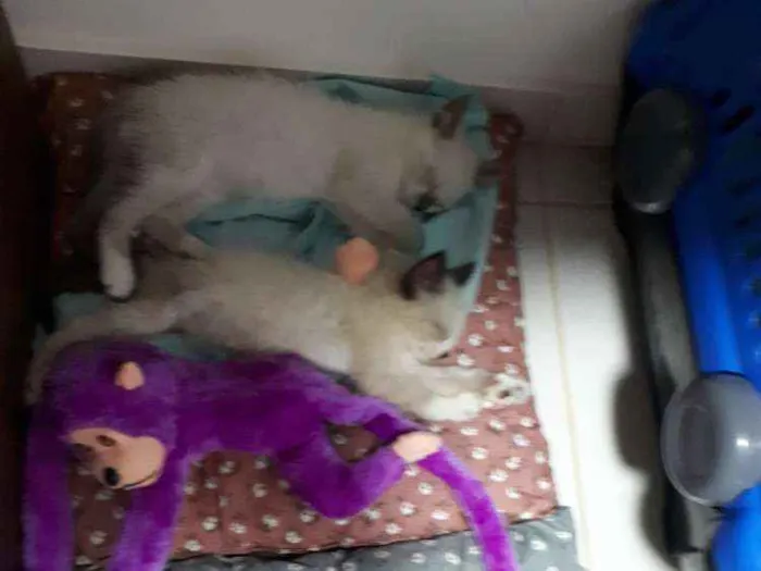 Gato ra a  idade 2 a 6 meses nome Docinho e Mingau