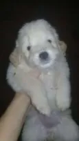 sem