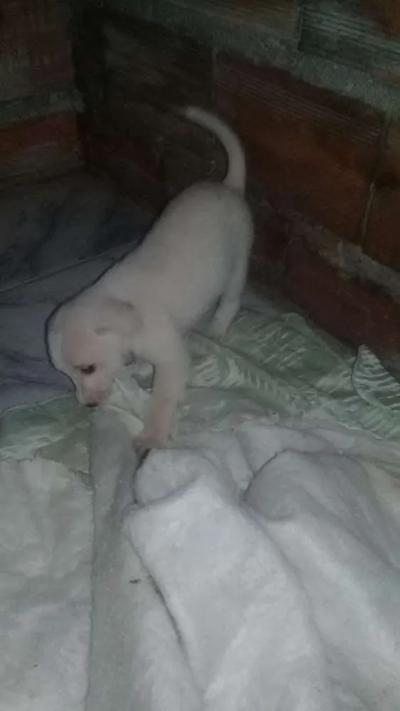 Cachorro ra a vira lata idade Abaixo de 2 meses nome sem