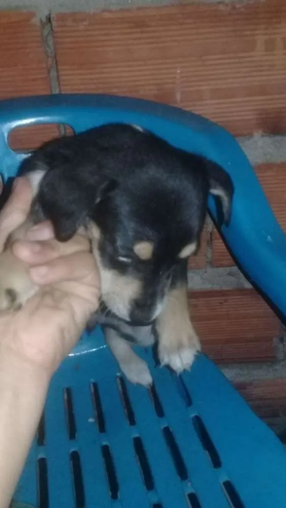 Cachorro ra a vira lata idade Abaixo de 2 meses nome sem