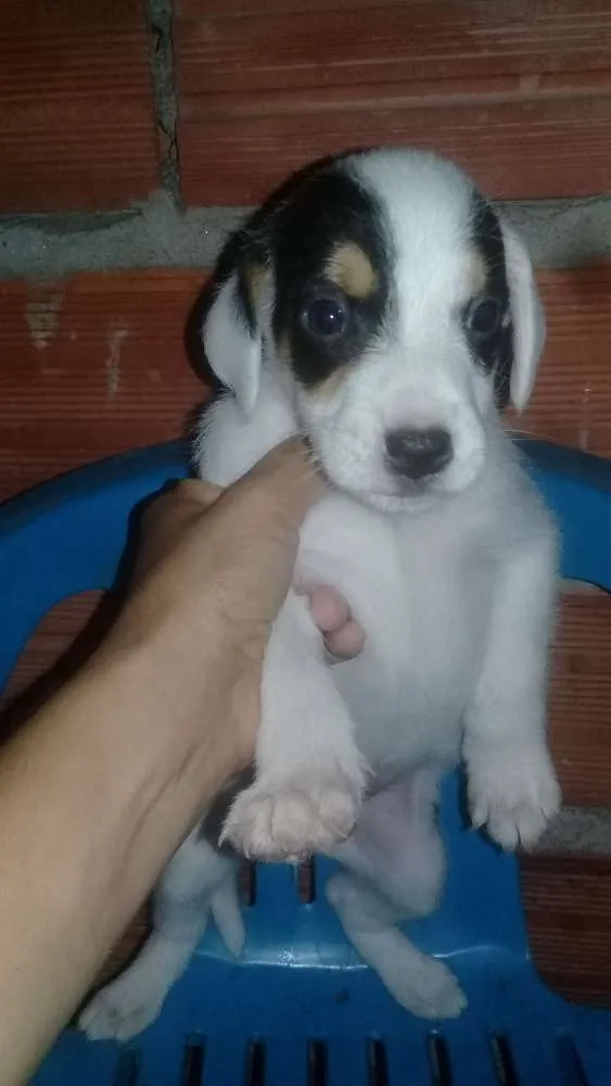 Cachorro ra a vira lata idade Abaixo de 2 meses nome sem