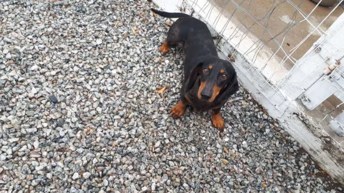 Cachorro raça Daushund idade 2 anos nome Clovis