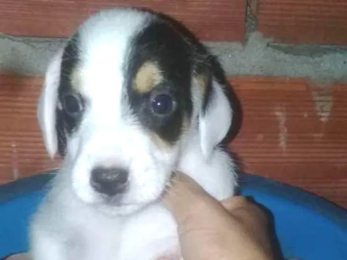 Cachorro ra a vira lata idade Abaixo de 2 meses nome sem