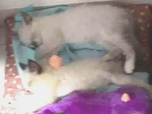 Gato raça  idade 2 a 6 meses nome Docinho e Mingau