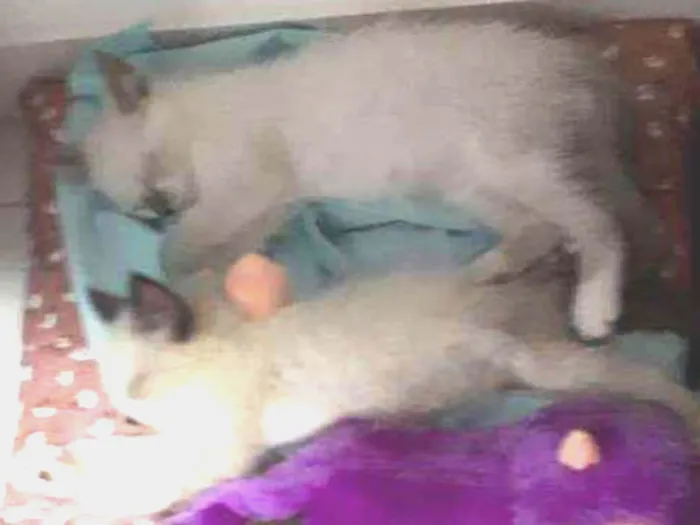Gato ra a  idade 2 a 6 meses nome Docinho e Mingau