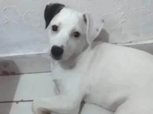 Cachorro raça Srd idade 2 a 6 meses nome Clara