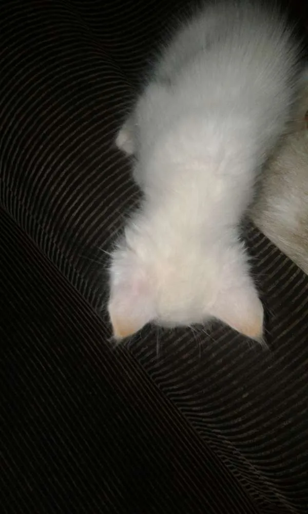 Gato raça Não sei idade Abaixo de 2 meses nome Richard