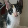 Ninhada gatinhos