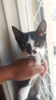 Ninhada gatinhos