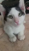 Ninhada gatinhos