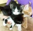 4 GATINHOS DO BIXIGA