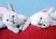 SANDY E JR FLOQUINHO